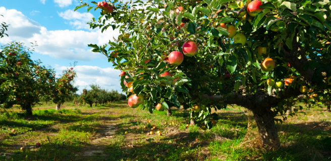 Ellijay Georgia Apple Orchard